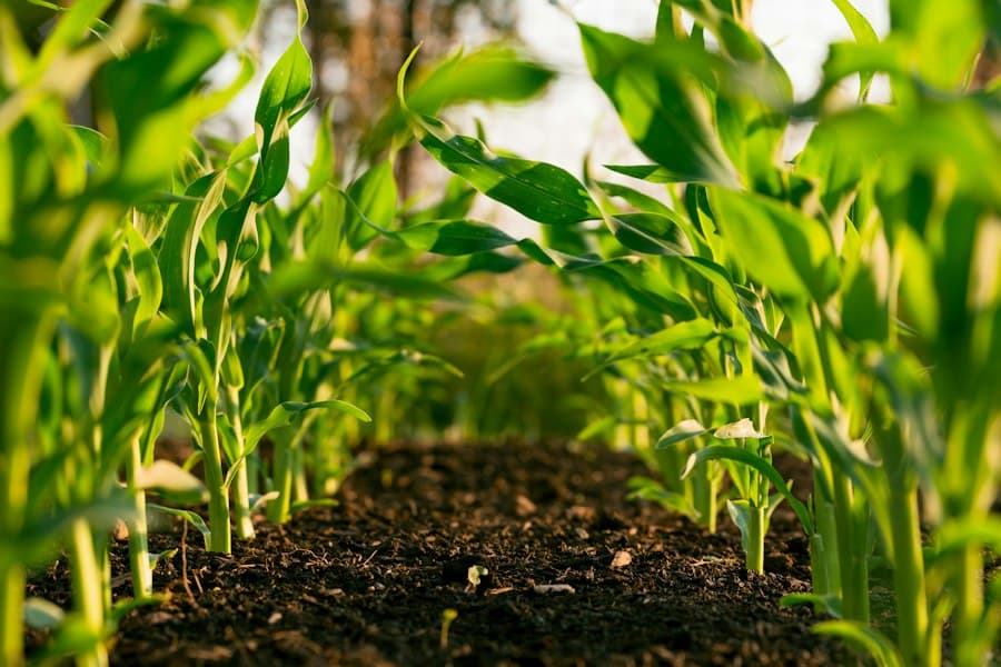 Maize crop in the field