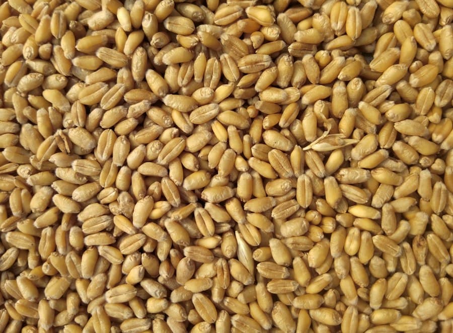 Premium Golden Whole Grain Wheat