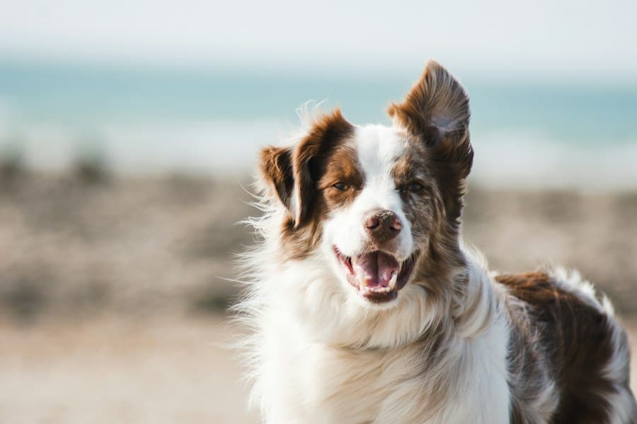 Vitality Pro Working Dog Food
