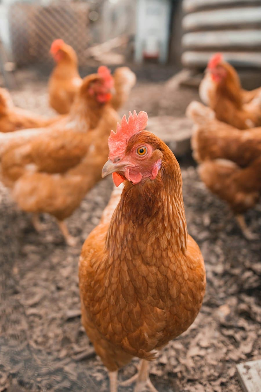 High-Yield Layer Mash & Pellets