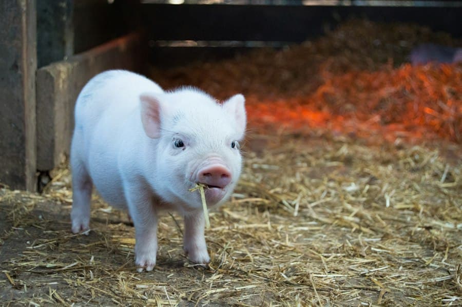 Piglet Starter & Finisher Pellets
